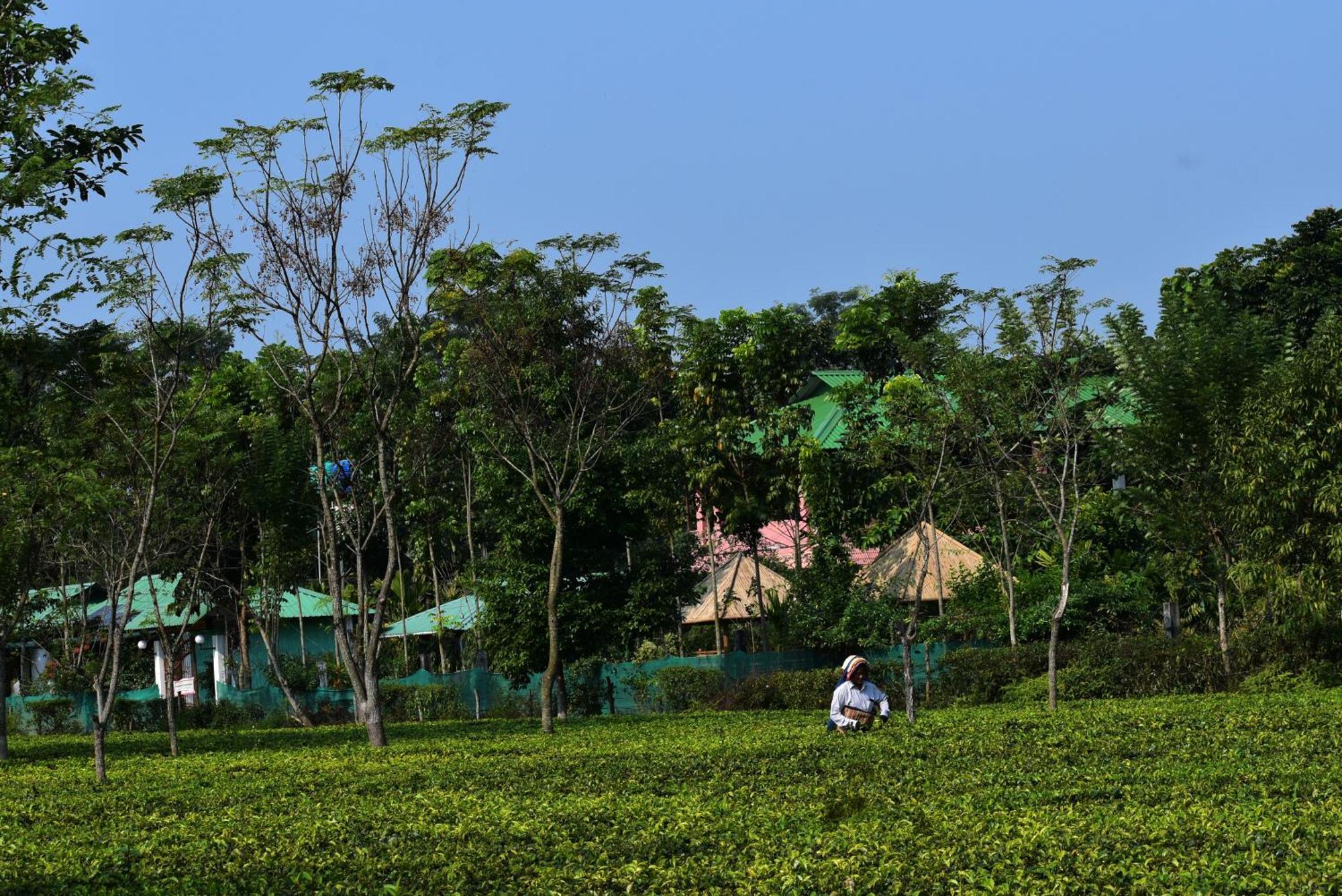Grasshopper Jungle Queen Resort Chalsa Luaran gambar